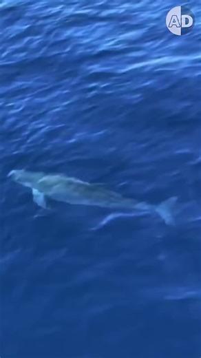 Whale Size Chart #fyp #charts #tik_tok