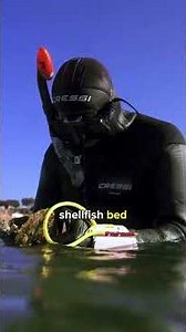 Razorfish wiped out across South Australia's coast. Harmful Algal Bloom impacts revealed.