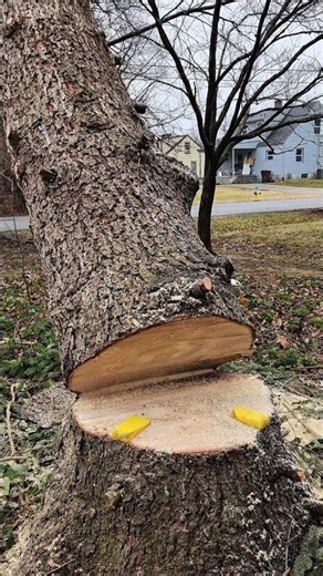 Spruce Tree Drop | ASMR