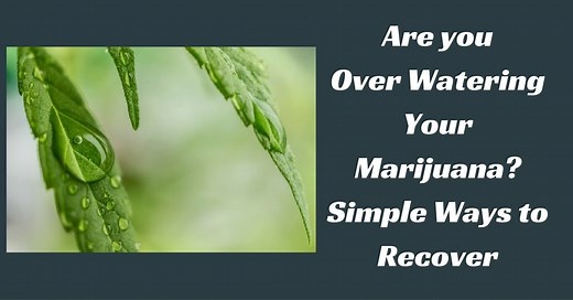 Are you Over Watering Your Marijuana? Simple Ways to Recover !