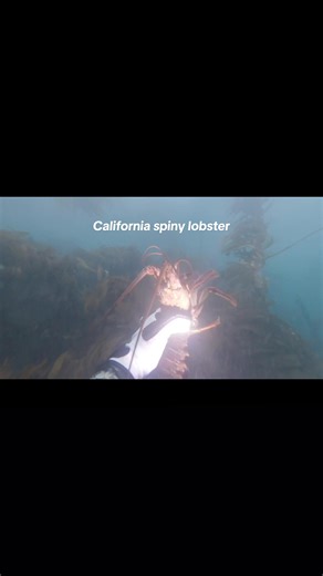 #freediving for #california spiny #lobster at the #channelislands @Spear America