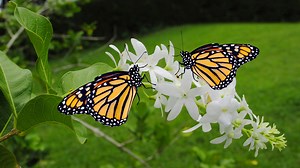 Growing a Pollinator Garden | Homegrown| NC State University