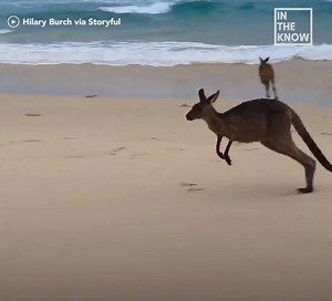 Even kangaroos enjoy a trip to the beach! 🦘🇦🇺 | Yahoo Australia