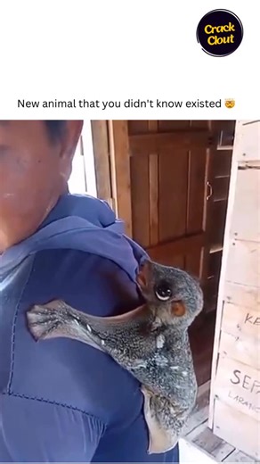 Crack Clout | Colugo, a type of arboreal gliding mammal native to Southeast Asia, showcasing its unique ability to cling to his shoulder and glide, which... | Instagram