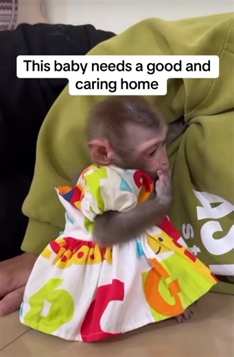 Free baby monkey for Adoptions (@tinimonkeyforadoptions)’s videos with original sound - Free baby monkey for Adoptions