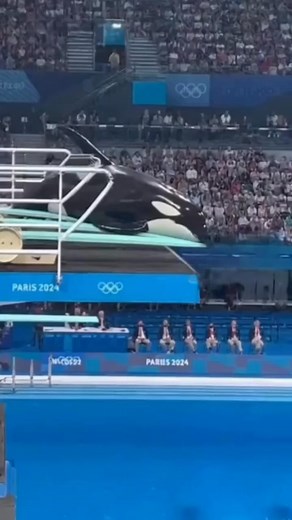 1.2K views |  The moment the Orca realized Olympic diving rules apply to EVERYONE! 臘‍♂️ That belly flop was epic, but those zero scores from the judges are brutal. Poor Shamu!  #OrcaDiver #OlympicFails #DivingFail #Paris2024 #JudgeCut | Post-production | Facebook