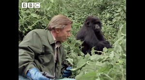 In celebration of World Wildlife Day, here's the great Sir David Attenborough in an archive clip from Life on Earth. 🌍 | BBC