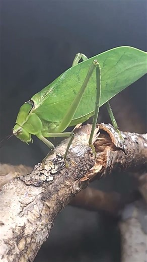 Stilpnochlora couloniana (Kubanische Riesen-Blattschrecke)