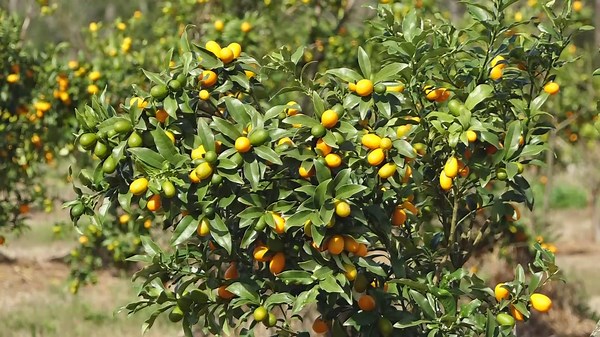 Florida citrus growers brace for potential freeze