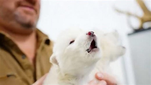 Dire wolf pups yap 'after being brought back from extinction'
