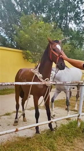 The hard work behind breeding and raising horses!