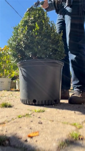 🌿 Boxwood Plant Care: Tips & Tricks 🌿 | Uncle John's Plant Farm