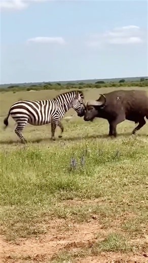 Head-On Battle: Zebra vs Buffalo!
