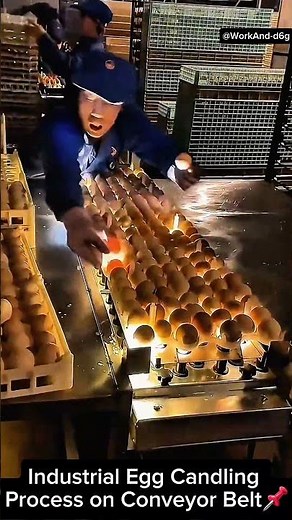 Industrial Egg Candling Process on Conveyor Belt📌