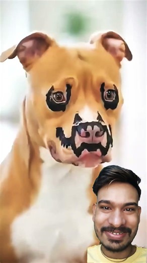 Chihuahuas Are Actually the Worst #chihuahua #funnydog #shorts