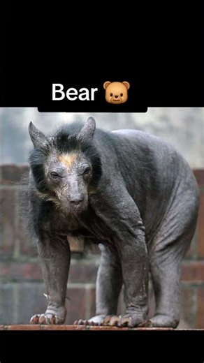 Animals With Fur vs Without Fur 🐻➡️🤭 #shorts