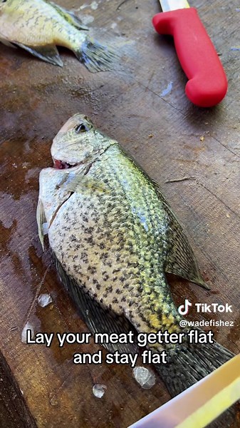 Cleaning a panfish #fyp #catchcleanandcook #beardedfisherman #fishing #fish @KnifePro Cutlery
