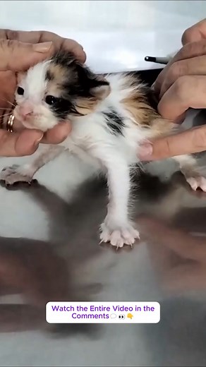DEEP IN THE SEWER WELL: KITTENS PANTING AND DROWNING, HELP ANIMALS 👉 Watch the Entire Video in the Comments💬👀👇 | Baby Cat