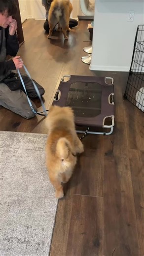 Teaching Your Dog the 'Place' Command for Calmness