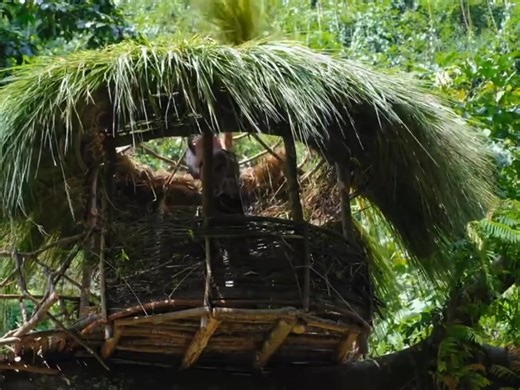 Surviving alone overnight in the tropical rainforests of Southeast Asia. #Wild Wilderness Construction #Outdoor Construction | Jungle Survival Jangal