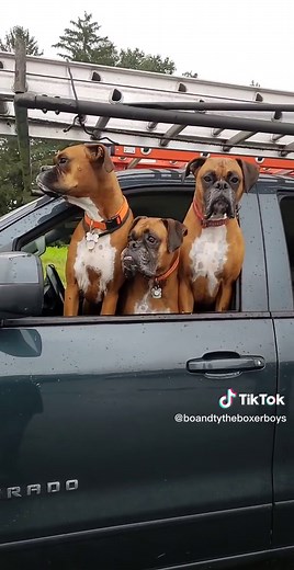 Dogs are life changing! #boandty #botyjax #boandtytheboxerboys #just_callmejax #dogsoftiktok #boxerdogsoftiktok #boxerdog #boxerboys #boxerbrothers