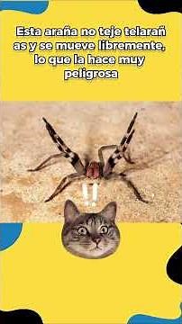 🕷️ Top 3 arañas más venenosas del mundo 💀