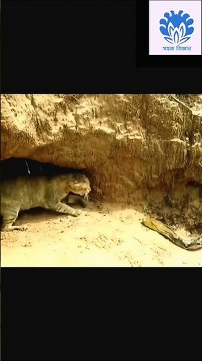 Cat saving babies from python 😱😱 | 💥💥 Wonderful Animal Kingdom 143 💥💥 #cat #animals #python