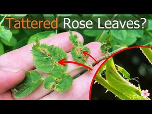 Rose Problems: Solve Distorted, Tattered Holes in Rose Leaves caused by Capsid Bugs