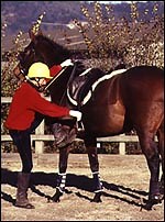 Q&A: Coping with a cold back - Horse & Hound