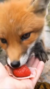 Baby fox take food and run away🧡🦊 #Foxes #foxoftheday | Save The Foxes