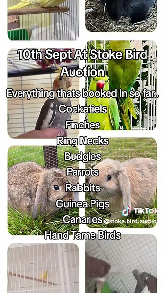Stoke Bird Auction: Featured Birds and Pets for September