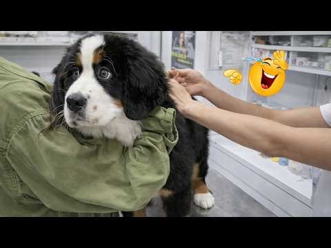 You Can’t Stop Laughing At These Dogs 🤣 FUNNIEST DOGS Video 2026
