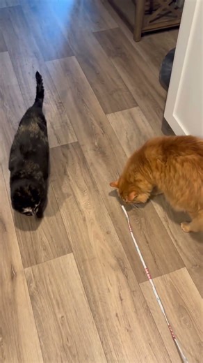 Cats playing with string #cat #cats