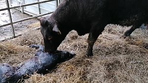 143K views · 106 shares | We have our first calf! She is a heifer (female calf), both mum and baby are doing well. The calf was coming backwards (they are meant to dive out with two front toes closely followed by a nose), so Rupert gave her a hand (supervised by Farmer Edie!) | Roves Farm | Facebook