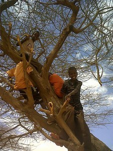 Tree climbing - Alchetron, The Free Social Encyclopedia