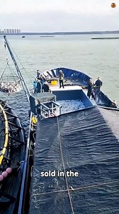 21K views · 35 reactions | They Farm Fish in the OCEAN #farm #fish #ocean #viral | Dremer | Facebook