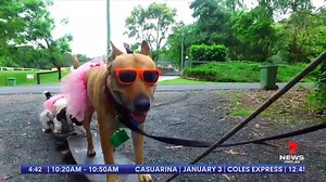 MUST WATCH: Meet Australia's wonder dog! The super pet with surprise skills. 🐶🕶️ www.7NEWS.com.au #7NEWS | 7NEWS Perth