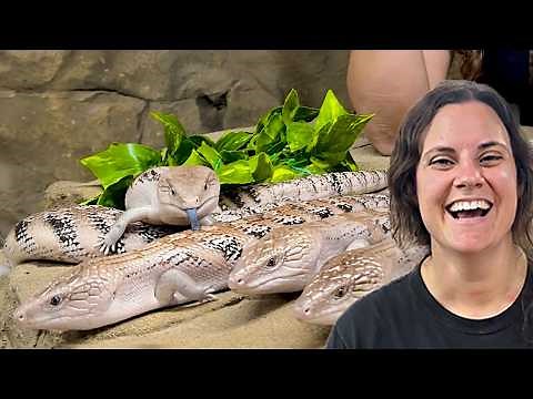 Blue Tongue Skinks🤩