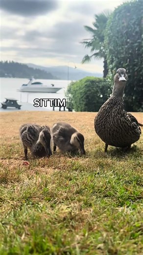 Amazing Duck Singing Performance That Melts Hearts