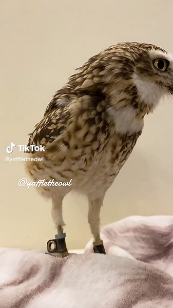 Adorable Owl Compilation | Funny & Cute Owls TikTok Videos