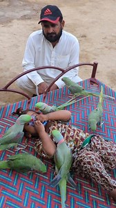 544K views · 11K reactions | Cute Baby Parrot The parrot snatched the candy from Eliza #parrotlet #orangebelliedparrot | parrot shorts | Facebook