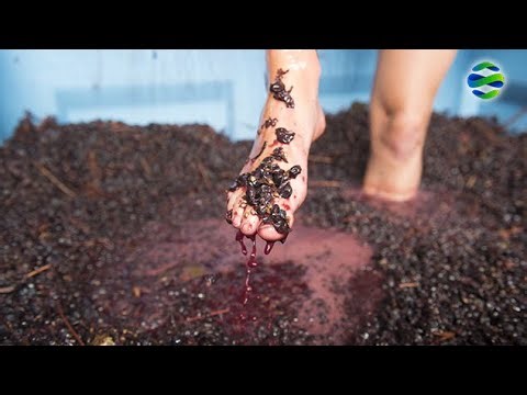 Bagaimana Proses Pembuatan Anggur Sejuta Ton