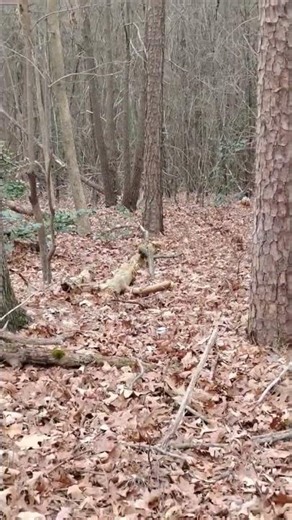 buck shot jones and wire Creek 🐕🐕🐕