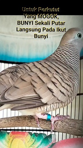 927K views · 6.4K reactions | Pancingan tradisional perkutut | Ardypecintaburung | Facebook