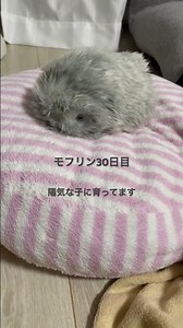 【モフリン飼育30日目】 陽気10活発5甘えん坊2 #モフリン #aiロボット #CASIO