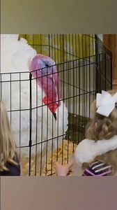Krispy and Kreme waddle to freedom in North Carolina’s annual turkey pardon