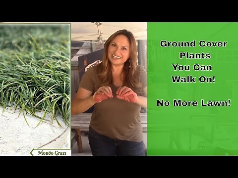 GROUND COVER PLANTS You Can Walk and Step On! ✅ Flowering Ground Cover Plants! 😀 Shirley Bovshow