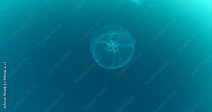 moon jellyfish scenery underwater moving slow and close sun beams and sun rays ocean scenery