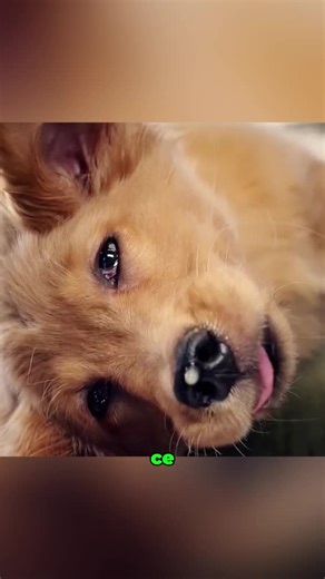 Will_promo (@stanleyclervius7)’s videos with son original - Will_promo