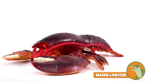 Safari Ltd. Maine Lobster Figurine - Realistic 8" Crustacean Figure - Educational Toy for Boys, Girls, and Kids Ages 3+